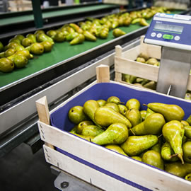 Förderband für Obst, Gemüse und Kartoffeln