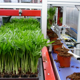 Transportbanden voor tuinbouw, planten en bloemen