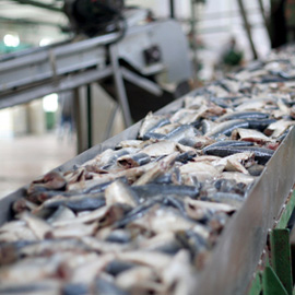 Banda transportadora para los peces y su procesamiento